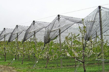 Métodos antipajaros arboles frutales